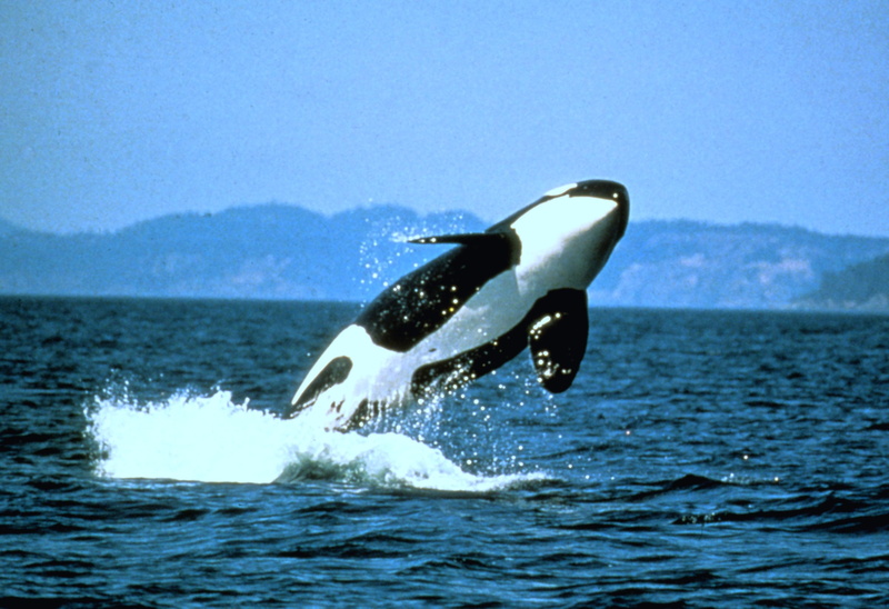 white, 2K, body, NOAA, black and white, water, body of water, black, photo, sea, whale, orca, nature, pacific Ocean