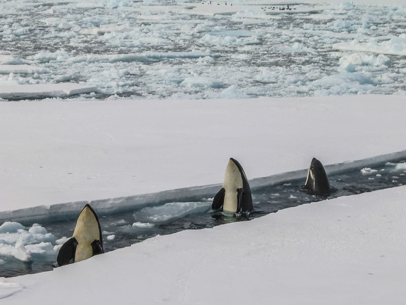 snow, water, head, 2K, ocean, ice, middle, animal themes, animal, killer, body, animals in the wild, scenics - nature, whale, orcas, winter, beauty in nature