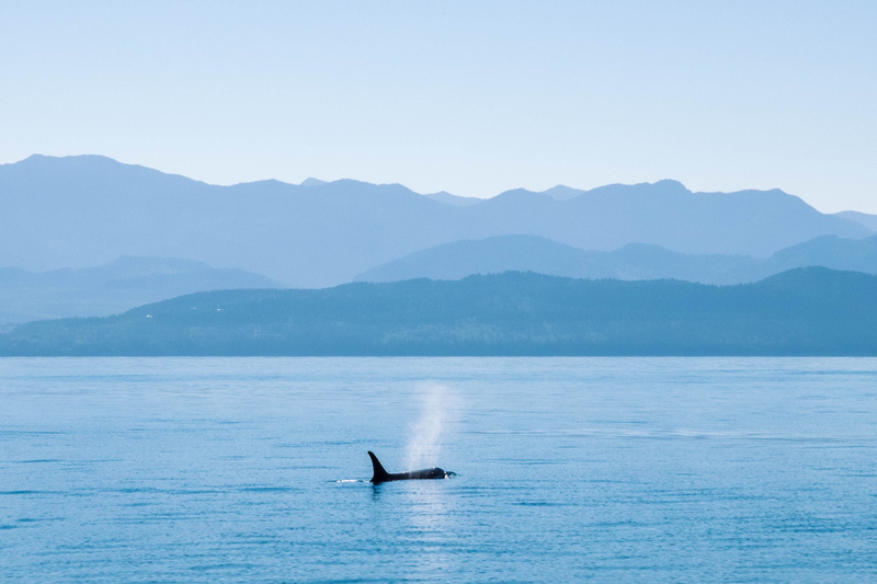 humpback whale, outdoors, mammal, strait of juan de fuca, animal themes, mountain range, sea, aquatic mammal, ocean, underwater, vertebrate, tranquility