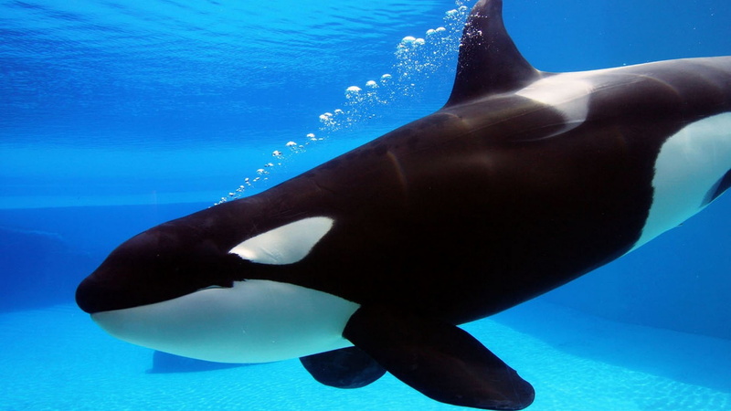 1080P, orca