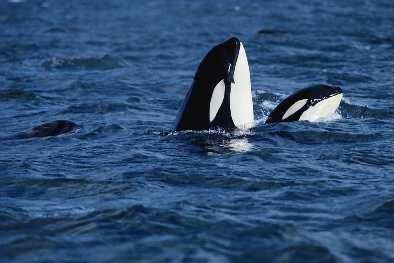 Orca, animals, 720P