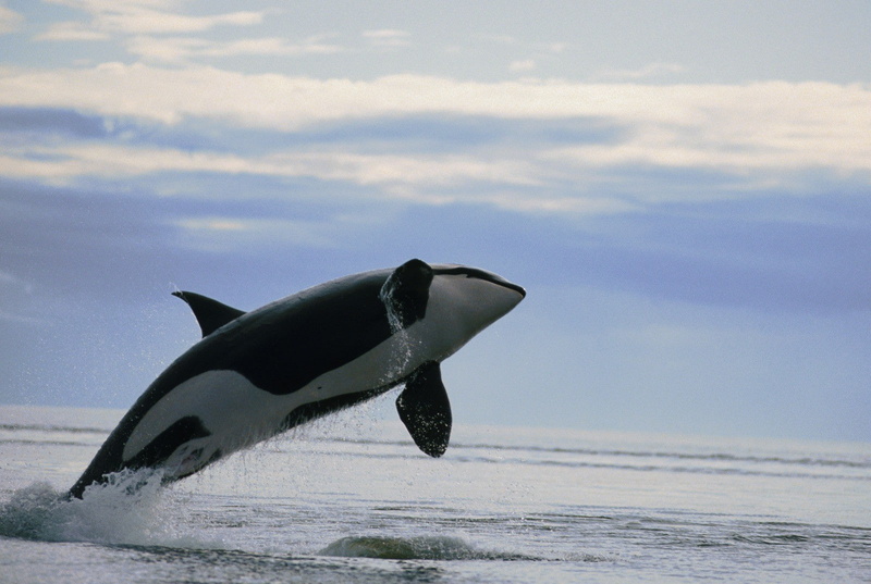 marine, cloud - sky, day, motion, animal, underwater, animals in the wild, horizon over water, sea, aquatic mammal, horizon, no people, Orca, 720P, mammal