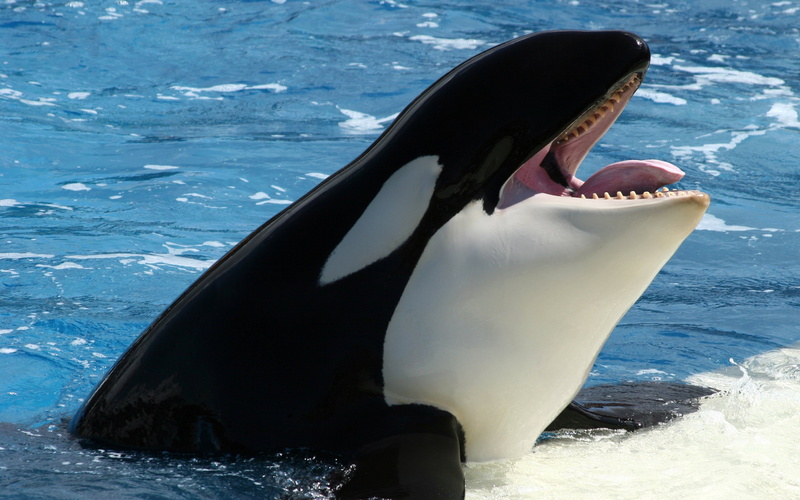 mouth, swimming, aquatic mammal, nature, animals in the wild, animals, mammal, Whale, Orca, vertebrate, fish, animal themes, marine, animal, 2K, underwater