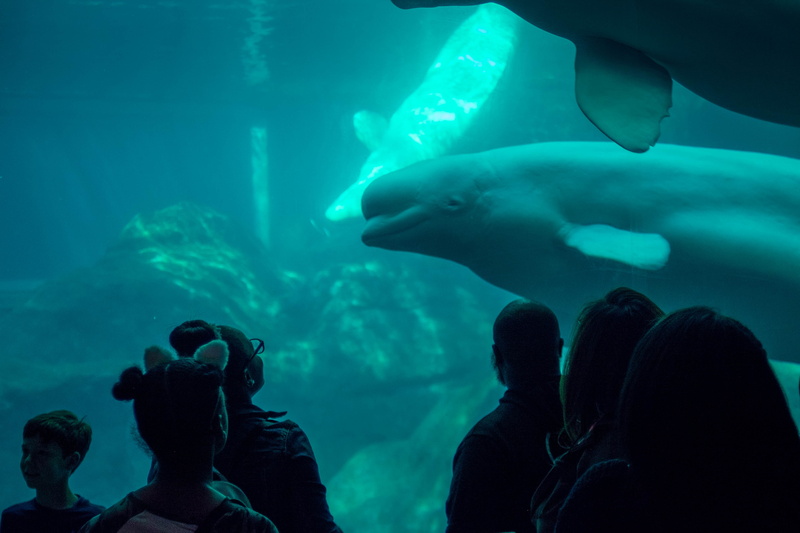 blue, animal, watching, human, animals in captivity, tank, transparent, creature, water, aquatic, outdoors, beluga whale, swimming, orca, sea life, underwater