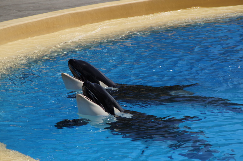 water, animal husbandry, performing, snout, head, marine, swimming, sea water, nature, pool, animal themes, marine mammals, orka, aquatic mammal, Orca