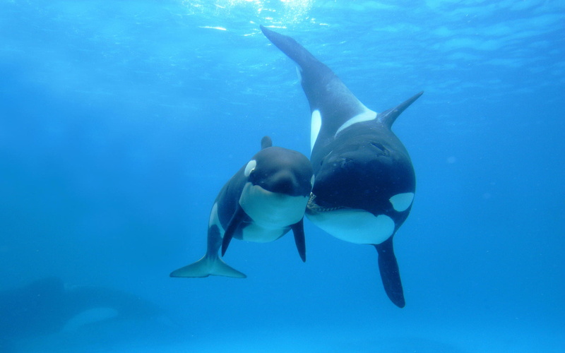 animal, animals In The Wild, 1080P, aquatic Mammal, wildlife, turquoise colored, group of animals, blue, fish, underwater, black, Orcas, outdoors, the ocean