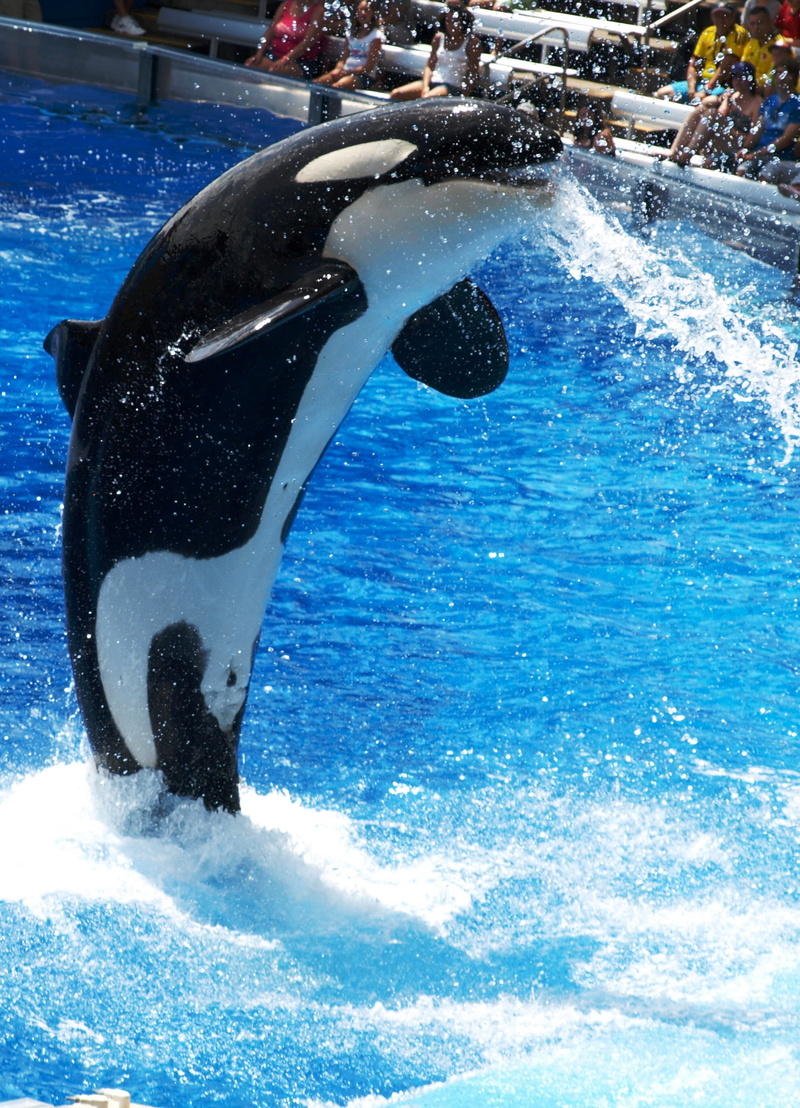 orlando, vertebrate, water world, one animal, underwater, show, orca, real people, waterfront, animal wildlife, sea, outdoors, animals in the wild, day