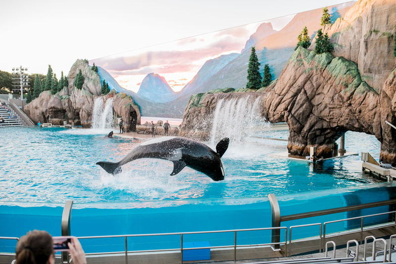 nature, group of animals, dolphin, swimming, underwater, sea, californium, animals in the wild, vertebrate, animal wildlife, swimming pool, water, 4K