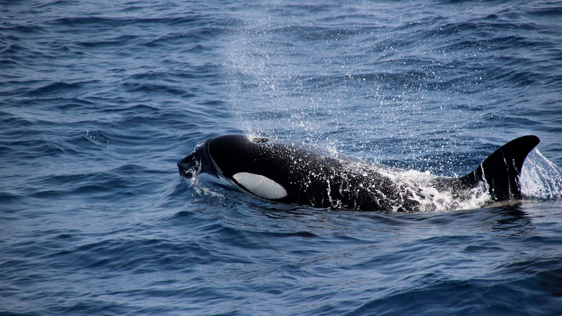 whale, vertebrate, marina mammal, sea, aquatic mammal, mammal, no people, water, orca, animal, dolphin family, waterfront, marine, splashing, one animal