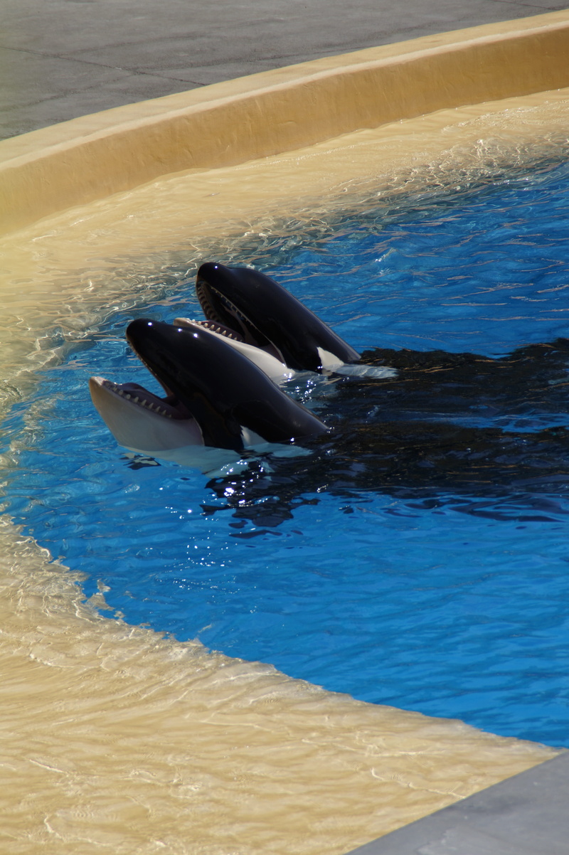 dolphin, pair, head, begging, foot, large, real people, orka, orcinus orca, animal, Killer Whale, lifestyles, loropark, two, animal wildlife, partner, tenerife
