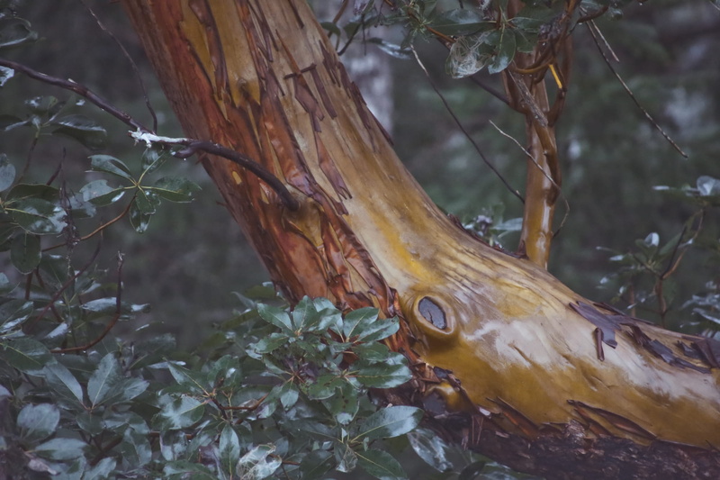 animals in the wild, vertebrate, plant part, animal, bark, land, forest, madrona, 1080P, nature, plant, animal wildlife, outdoors, leaf, tree, close-up