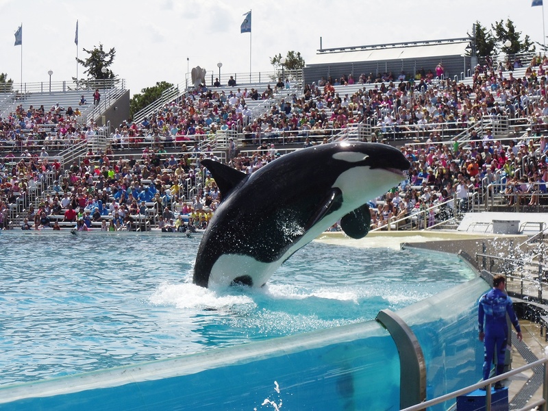 group of people, jumping, seaworld, leap, day, nature, mammal, people, real people, arena, vertebrate, tourism, orca, spectator, 1080P, show, incidental people