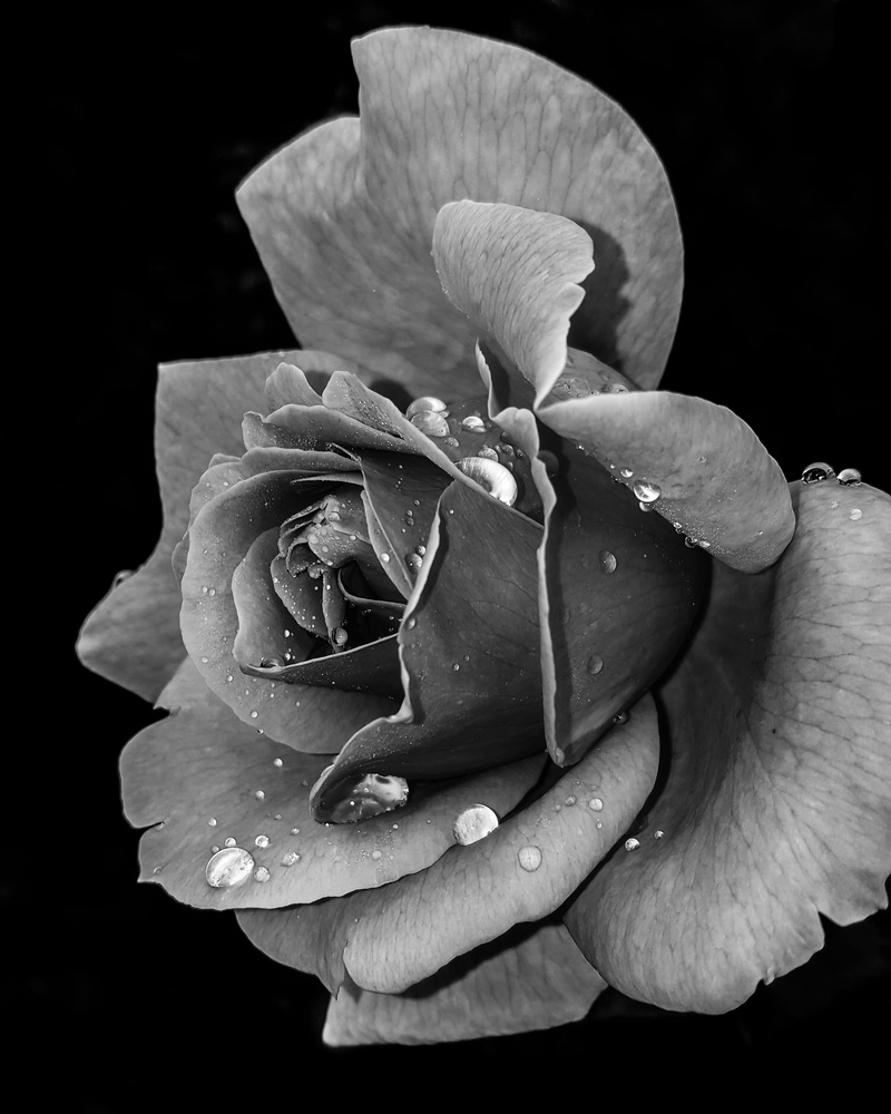 texture, water, flowering plant, freshness, black and white, black and white flower, water drop, finger, growth, flower head, studio shot, nature, beauty in nature