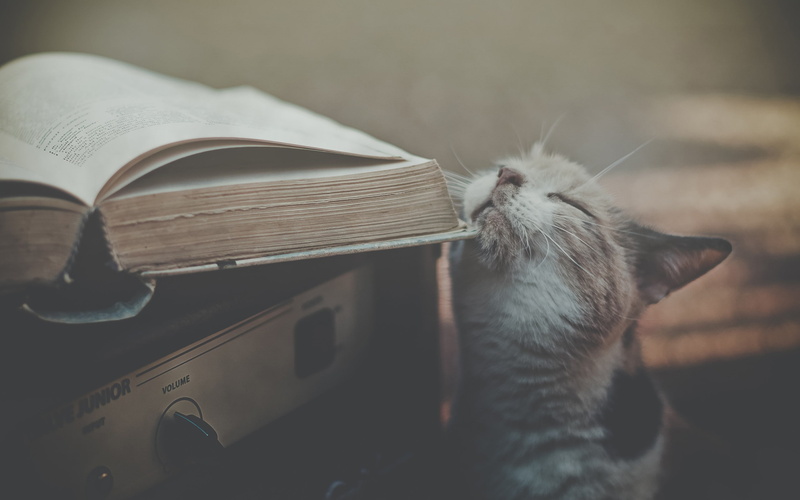 cat, 2K, relaxation, domestic animals, vertebrate, publication, close-up, amplifiers, feline, book, mammal, indoors, whisker, no people, animal themes