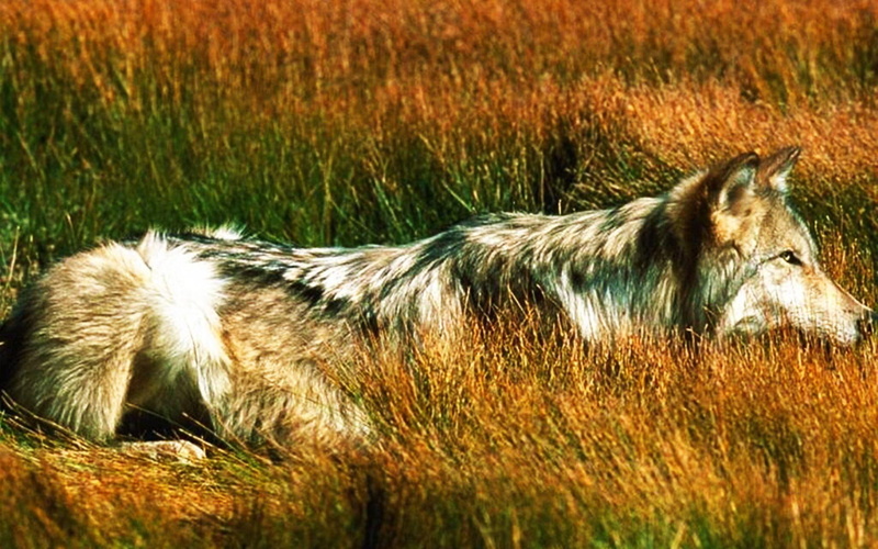 short, coat, mode, wolf, 1080P, hunting, animal, black, animals, brown, white, dog