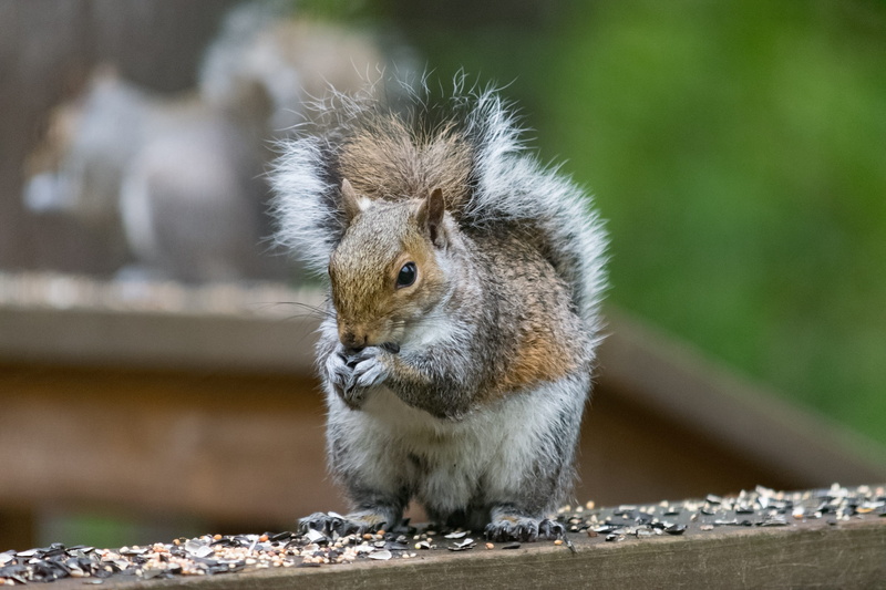 portrait, mammal, cute, flat, funny, no people, zoo, washington state, animal, western, white, pet, gray, puget sound, vertebrate, breed, mascot, happy