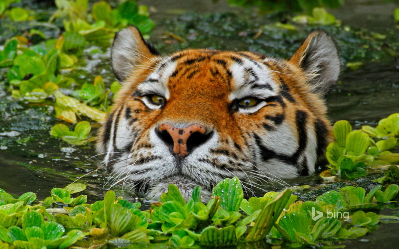 bing, 1080P, tiger, amur, Antwerp, Belgium, zoo, Amur tiger