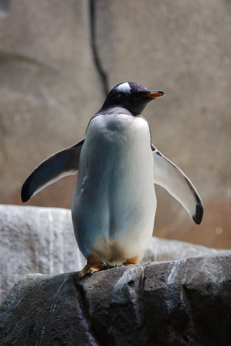 Hamburg, day, nature, outdoors, no people, Zoo, close-up, sea, 2K, focus on foreground, rock, one animal, full length, vertebrate, solid, animal wildlife
