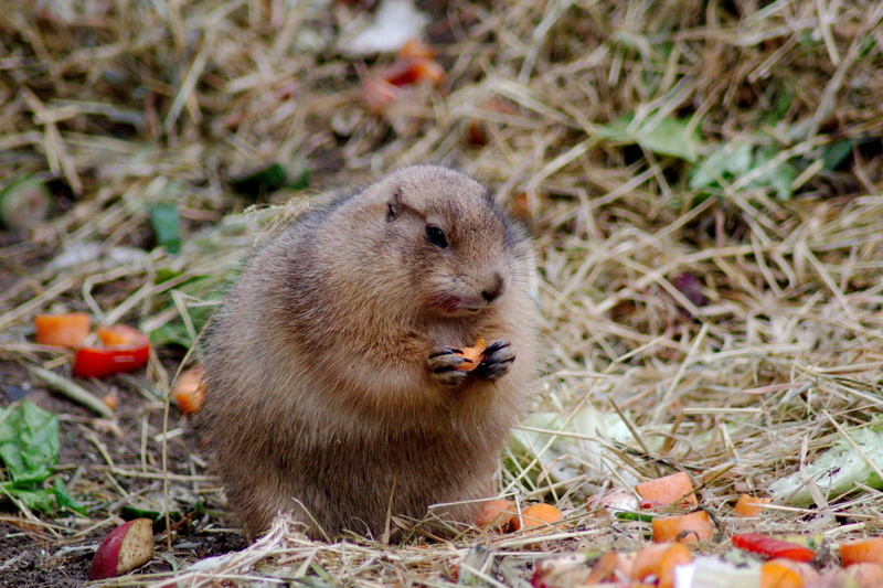 field, 2K, food, mammal, animal themes, no people, animal wildlife, day, land, plant, rodent, vertebrate, outdoors, mouth open, plant part, Zoo, leaf