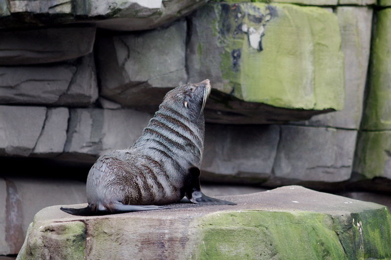 animal wildlife, wood - material, animals in the wild, outdoors, solid, whisker, Zoo, mammal, nature, one animal, feline, relaxation, vertebrate, day, animal