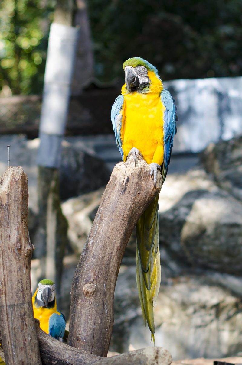 jungle, animal wildlife, one animal, perching, ara, tree, isolated, icon, cartoon, animal, vertebrate, day, feather, art, tropical, colourful, pet, beak