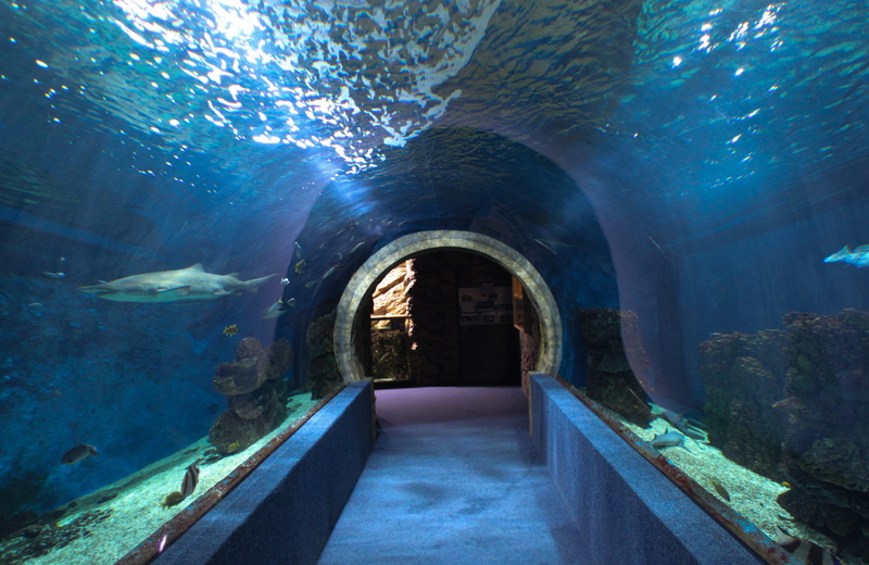 nature, Nyíregyháza Zoo, tourism, animal, architecture, spooky, dark, indoors, marine, za, animal themes, cave, photos, tunnel, animal wildlife, zoo, Zoo Aquarium