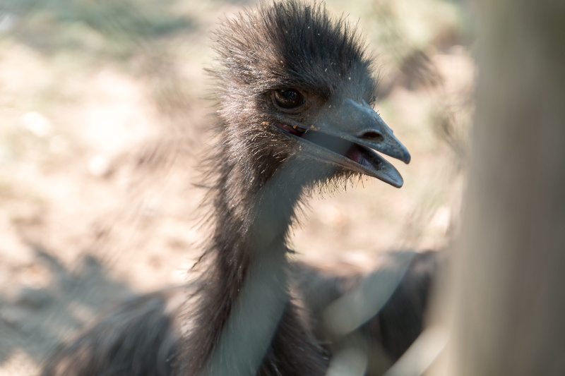 focus on foreground, nature, one animal, zoo, animal wildlife, emu, bird, animals in the wild, portrait, no people, profile view, day, selective focus