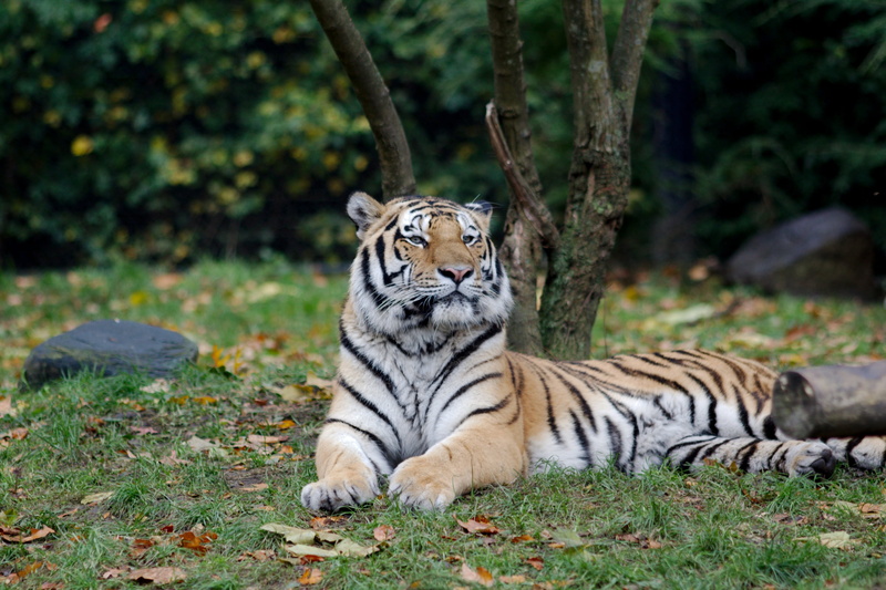 no people, day, forest, tree, Hamburg, mammal, 2K, animal themes, tiger, land, plant, big cat, one animal, relaxation, Zoo, animals in the wild, animal
