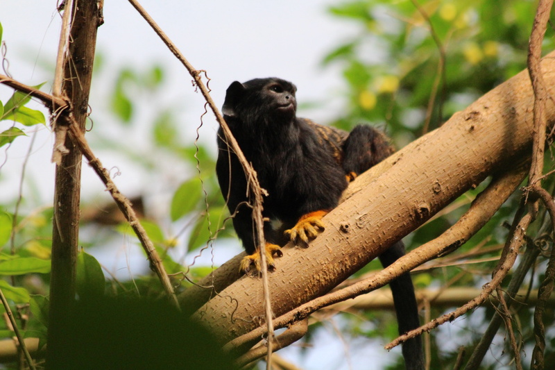 animals, Zoo, monkey, 5K
