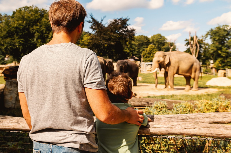 outdoors, males, son, plant, elephant, day, livestock, animal wildlife, father, one person, domestic animals, zoo, looking, group of animals, 4K, casual clothing