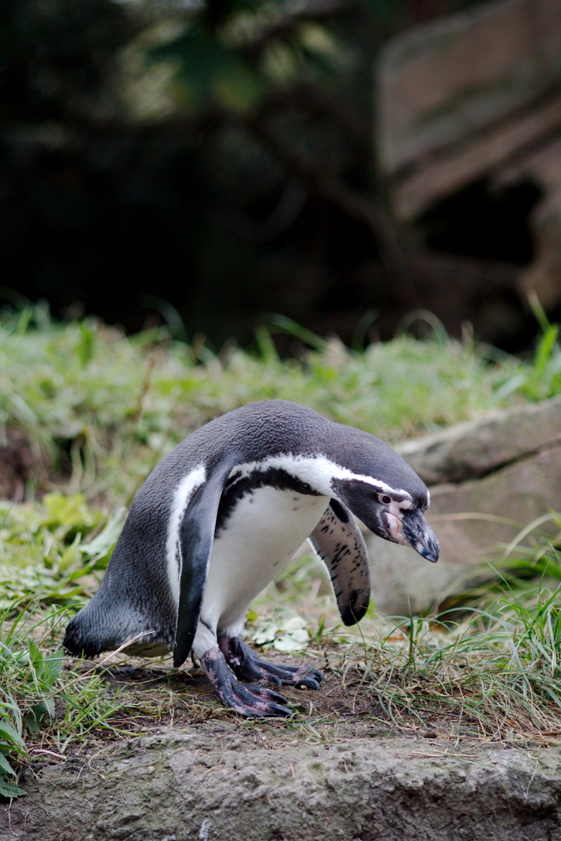 Zoo, Hamburg, 2K, day, full length, penguins, plant, animals in the wild, close-up, focus on foreground, one animal, no people, animal wildlife, bird