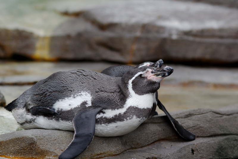 rock, mammal, penguins, outdoors, penguin, solid, animals in the wild, full length, mouth open, vertebrate, close-up, nature, rock - object, animal, animal themes