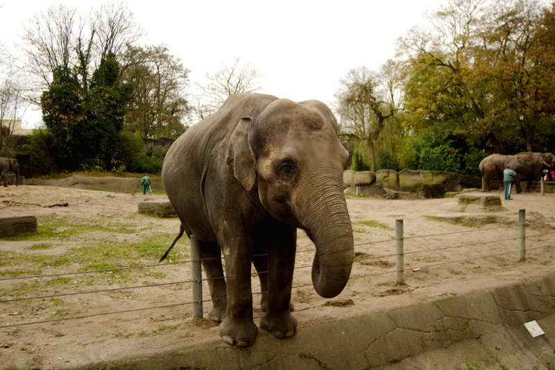 elephant, nature, day, animals in captivity, Zoo, animals in the wild, 2K, no people, plant, animal themes, animal body part, mammal, standing, tree, one animal