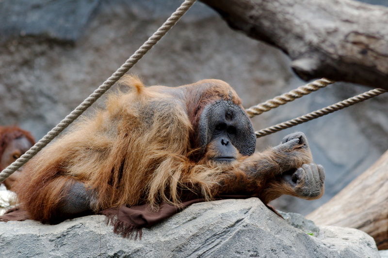 ape, sitting, no people, rock, two animals, relaxation, Zoo, animal wildlife, rope, focus on foreground, vertebrate, animals in the wild, monkey, animal themes