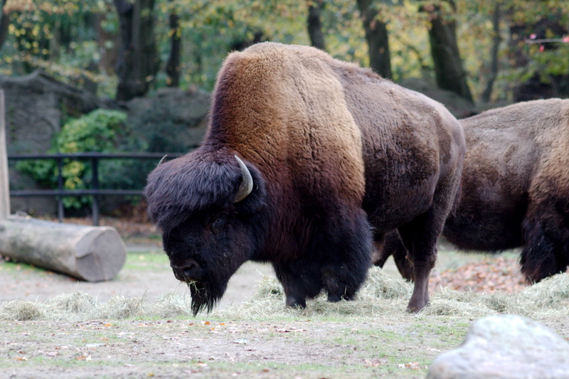 animals, domestic animals, animal themes, land, animal wildlife, vertebrate, day, group of animals, outdoors, 2K, animal, Zoo, Hamburg, landscape, animals in the wild