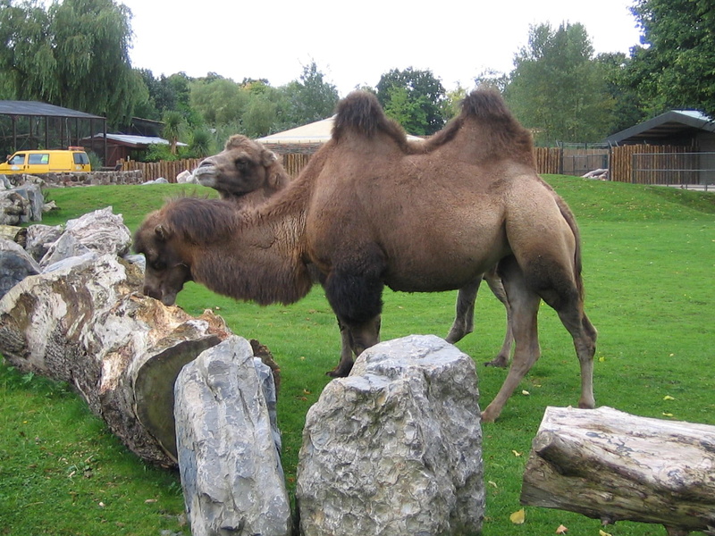 chester, animal, zoo, 1080P, camel, animals