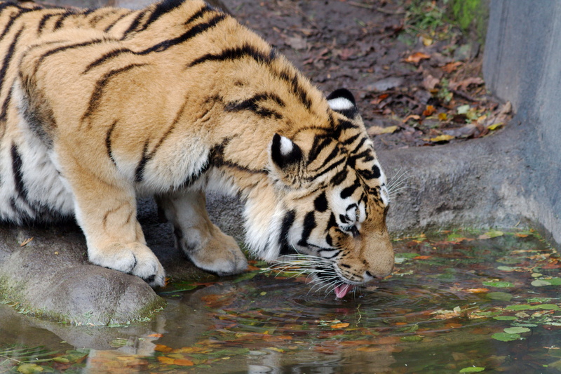 mammal, animal head, day, one animal, nature, animal, animals in the wild, big cat, carnivora, drinking, Hamburg, animal wildlife, animal themes, pond