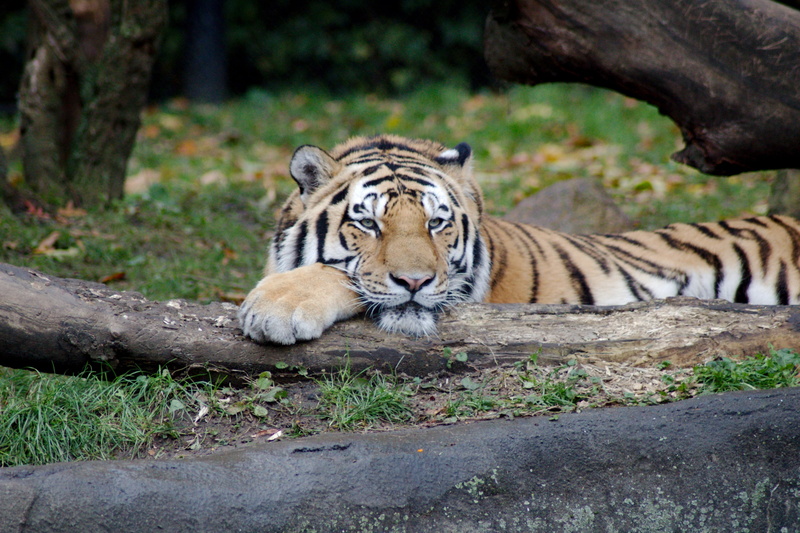 resting, 2K, whisker, big cat, tiger, animal wildlife, tree, plant, carnivora, big cats, one animal, feline, animals, vertebrate, animal themes, cat, forest