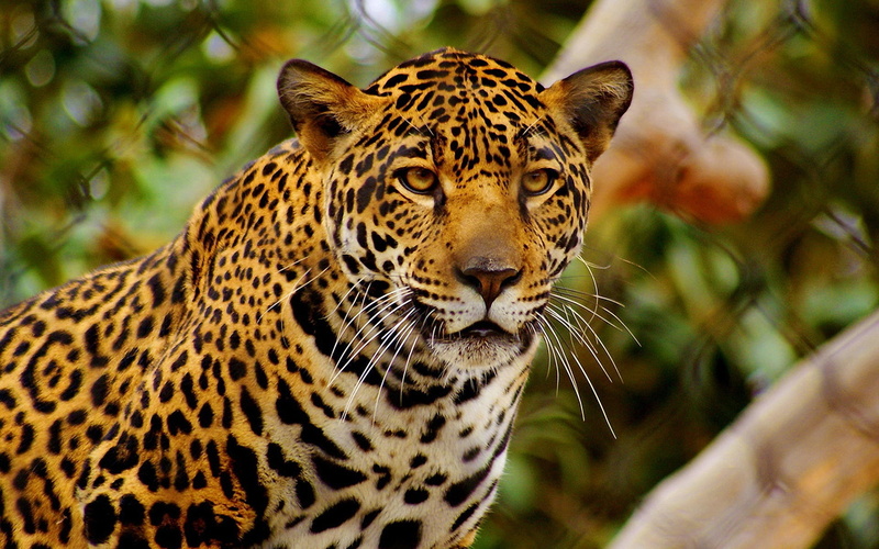 Jaguar, Zoo, 1080P