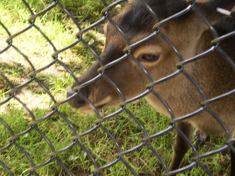 looking, zoo, 2K, animal, moncton, grass, handsome, animals