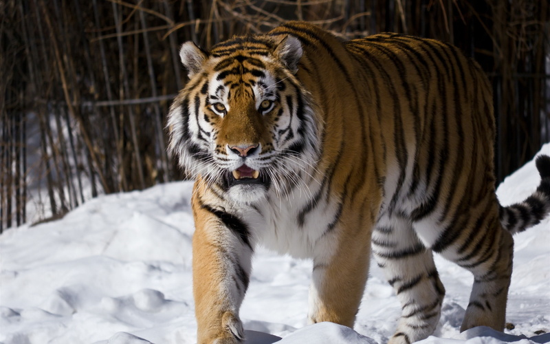 Amur, Tiger, 2K, Winter, Snow