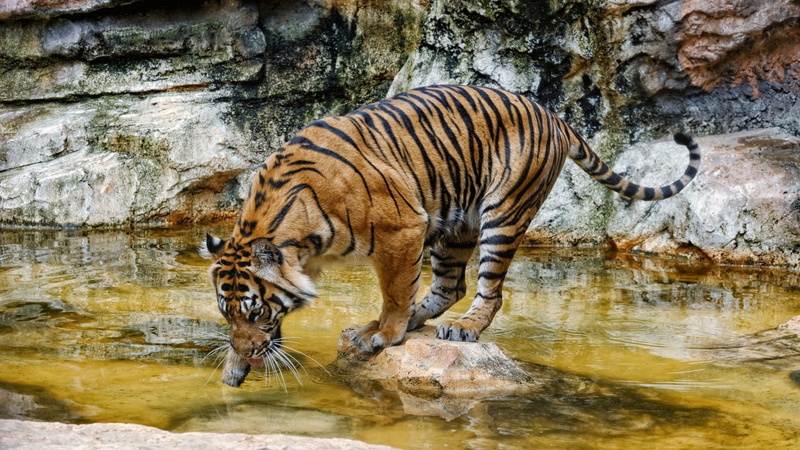 animals in the wild, 1080P, carnivora, day, brown, big cat, animal wildlife, black, one animal, animal themes, animal, no people, nature, mammal, drinking