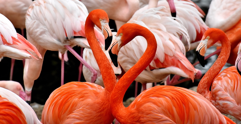 animals in the wild, nature, pink color, animal wildlife, beauty in nature, large group of animals, water, pride, 5K, colorful, feather, animal neck, vertebrate