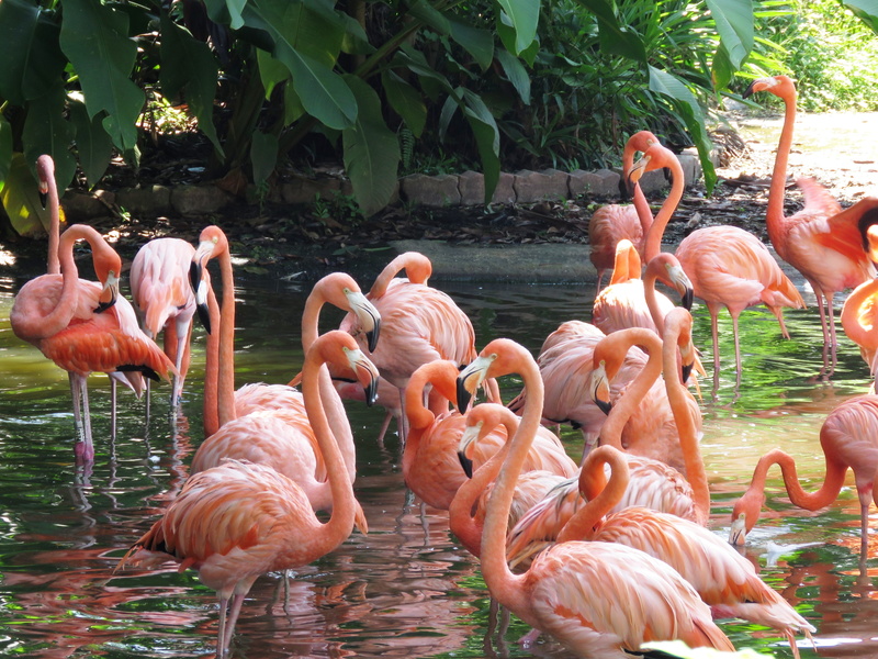 sunlight, pink Flamingos, water birds, park, no people, heron, tourism, flamingos, long nose, travel, singapore, vertebrate, flamingo, tourist, flock, body of water