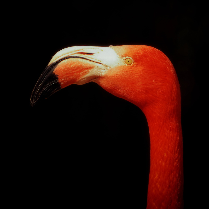 Duisburg, animals, wildlife, selective, nature, Flamingo, feather, selective color photography, photography, Sony, Tier, walking stick, 2K, Natur, portrait