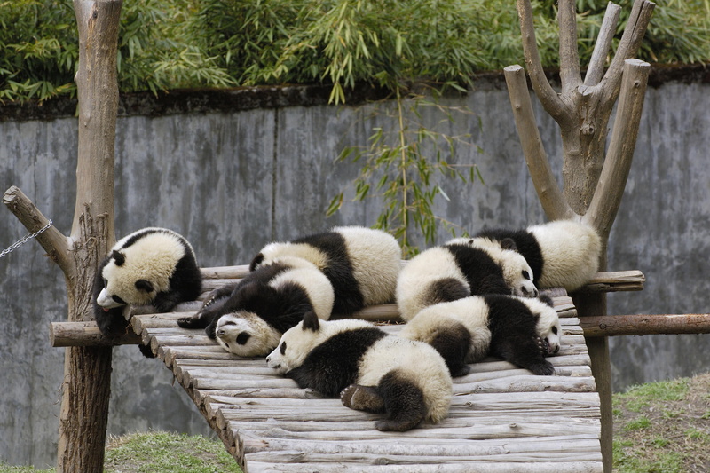 1080P, sleeping, bamboo, animals, pandas
