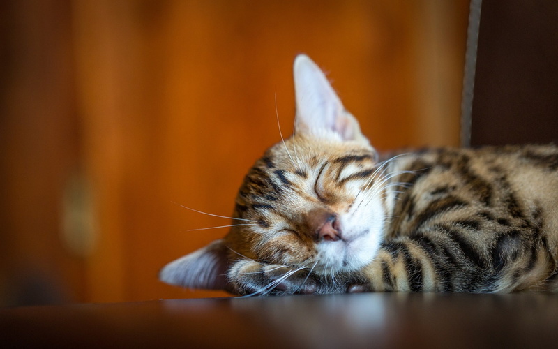 Cute, Mustache, Kitty, 1080P, Sleeping