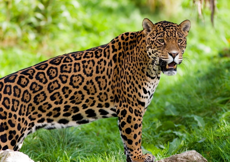 camouflage, focus on foreground, no People, undomesticated Cat, day, green Color, safari, zoo, big Cat, one animal, mammal, plant, animals And Pets, fur