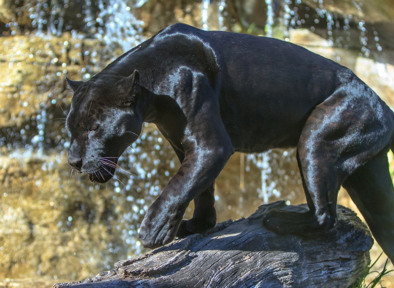 grace, Panther, power, predator, 1080P, glare, wild cat, black Jaguar, zoo, sunlight
