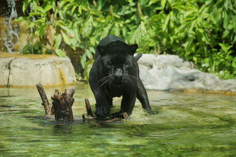 animals in the wild, day, lake, waterfront, one animal, wild cat, animal, water, animal wildlife, nature, black color, selective focus, mammal, black, predator